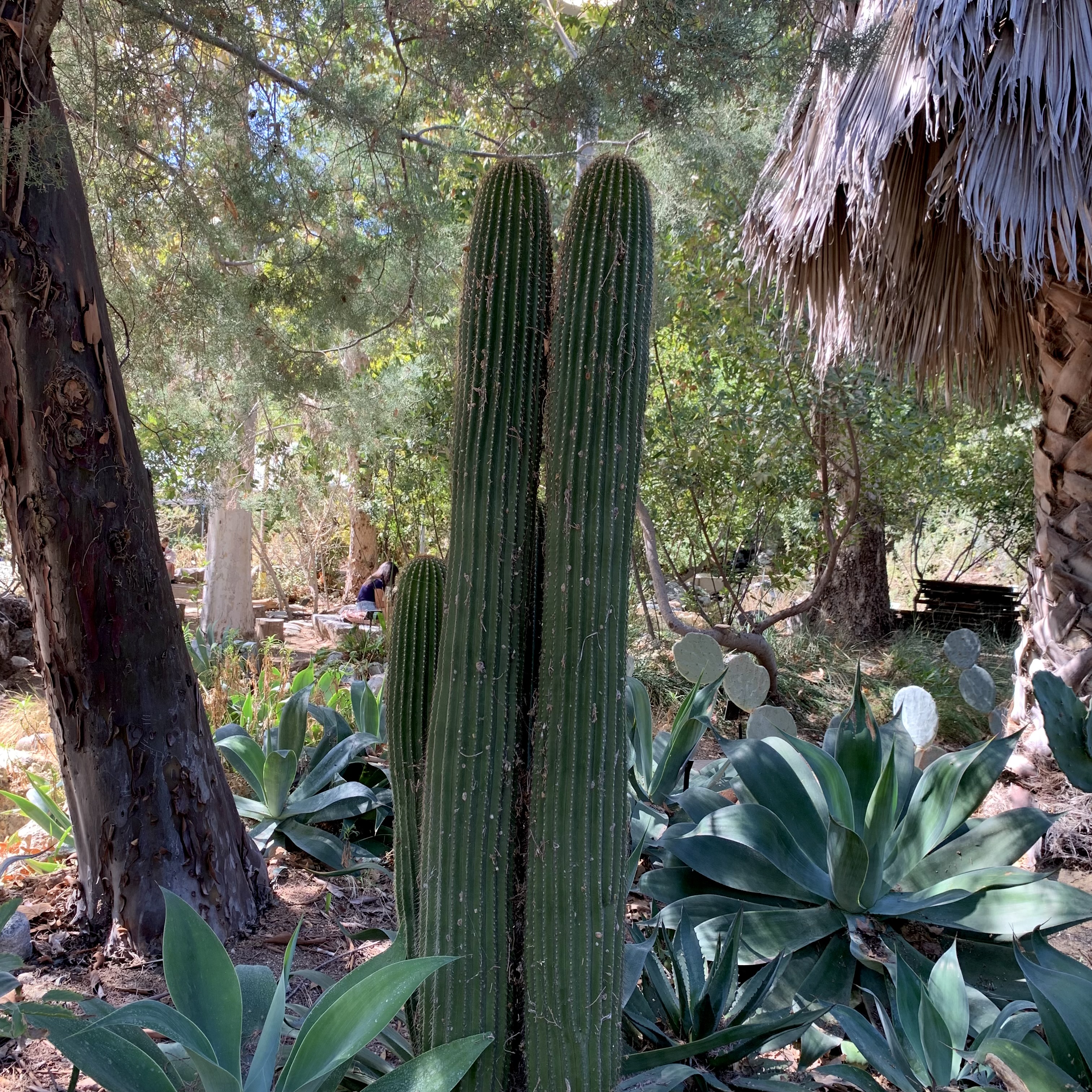 Photo of golden saguaro